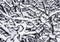 Abstract illustration of tree branches. White snow on black tangled branches. Drawing of nature.