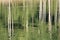 Abstract image of aspen trees reflected in a lake with concentric rings of water made by fish coming to the surface