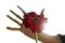 An abstract image of a beautiful red gerbera flower head blossom with a blurry human hand trying to holding it.