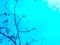 Abstract image of fine leaf branches on black trees against a turquoise background. Image.