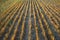 Abstract Image of Freshly Cut Yellow Straw in a Farmer`s Field