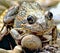 Abstract Image of Frog on Rock