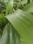 abstract image of green leaves on the roadside