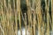 Abstract image with low depth of field of reed stalks at the edge of a stream