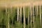 An abstract image of reflected aspen trees and water ripples on the surface of a lake in summer