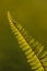 Abstract image of a single fern leaf