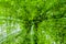 Abstract image of tree in countryside. Created, zooming out. Zoom speed blured motion.