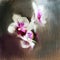 Abstract impressionism. Orchids