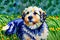 abstract impressionist style portrait of a cute fluffy dog