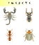 Abstract insects illustration