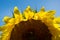 Abstract, intentionally defocused half view of a yellow sunflower, useful for backgrounds