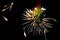 Abstract Inverted Dead Dandelion with Scattered Seeds Isolated on Black Background