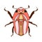 Abstract isolated vector lined illustration design of bug in red and pink colors