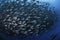 Abstract jamb fishes underwater sea ecosystem. Large group of fish on blue background