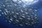 Abstract jamb fishes underwater sea ecosystem. Large group of fish on blue background