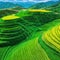 Abstract landscape rice terraces field in agriculture greeny hills or valley art