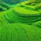 Abstract landscape rice terraces field in agriculture greeny hills or valley art