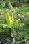 Abstract leaf banana, in the field.