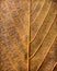 Abstract leaf texture