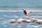 An abstract: Lesser Flamingo landing at lake Bogoria