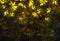 Abstract light yellow blaze fire flame glitter vintage particles texture with fire spark pattern on dark