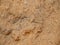 Abstract limestone background