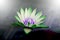 abstract lotus blossom green white beautiful bright background dark blur