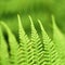 Abstract lush forest green fern background