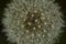 Abstract Macro Dandelion Seed Head