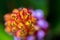 Abstract macro photo of orange, purple and pink flower