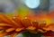 Abstract Macro Photo,water drops.Beautiful Orange Nature Background.Spring,summer,light.Floral Art Design.Wallpaper,pure,plant.