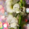 Abstract macro photo of the white flower of Lily of the valley