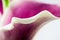 Abstract, macro photography of Calla flower