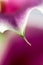 Abstract, macro photography of Calla flower with details