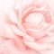 Abstract macro shot of beautiful pink rose flower