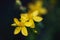 Abstract macro shot of stamen in the yellow flower of Hypericum perforatum St. John`s Wort, a wild growing medicinal herb, dark