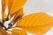 Abstract macro shot of a yellow/orange euphorbia pulcherrima.