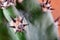 Abstract macro view cactus spines. Concept self-defense, unavailability, defense, resistance.