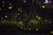 Abstract and magical image of Firefly flying in the night forest