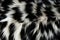 Abstract monochrome background with intricate black and white animal fur texture pattern