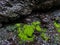 Abstract moss texture on wet rock