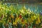 Abstract multicolored summer flowers. Glade of spring flowers. Enlarged Fragment of the picture. Expressionism with acrylic. Natur