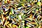 Abstract multicolour background
