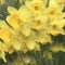 Abstract of multiple daffodils yellows and green