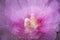 Abstract multiple exposure of a pink rose of sharon flower.