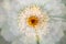 Abstract multiple exposure of a zinnia flower in Elizabeth Park.