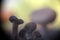 Abstract Mushrooms Surreal Nature Blurry Background