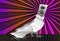 Abstract music background pigeon