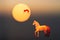 Abstract mystical background with unusual animals at sunset. Fantastic images and symbols. Horse