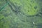 Abstract natural background with green plants on blue water surface. Fragment of deserted pond with green duckweed. Looks like aer